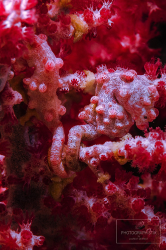 2013 - PHILIPPINES - Malapascua
Hyppocampes
60MM_F16_100S 2013 - PHILIPPINES - Malapascua
Hyppocampes
60MM_F16_100S